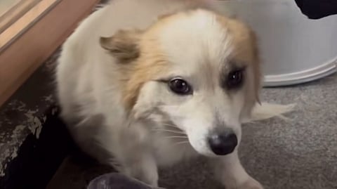 Pet dog rescued after losing family in Jeju Air tragedy