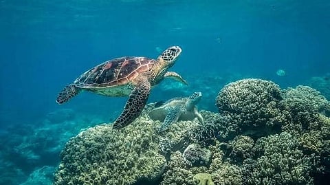 TIWS is newest Philippine AHP