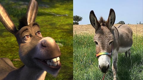 Perry, donkey behind 'Shrek' character, dies at 30