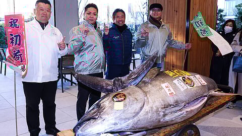 A bluefin tuna from Oma, Aomori Prefecture, which was purchased earlier in the day for 1.3 million USD, is presented to the media following the first tuna auction of the New Year at Tokyo's Toyosu Market on 5 January 2025.