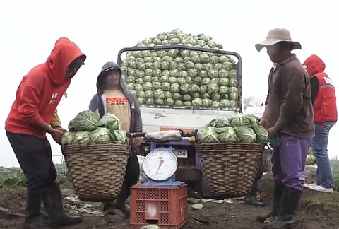 Farmers of Barangay Baculongan Norte in Buguias, Benguet load cabbages to a truck for transport to the market through a new road funded under DSWD’s KALAHI-CIDSS program.