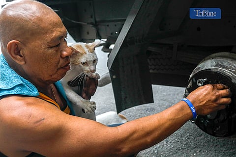 Kitten Kiwi and mother Tisoy keep owner Popeye company at a vulcanizing shop in Cubao, Quezon City, while he repairs tires on Monday, 13 January 2025.