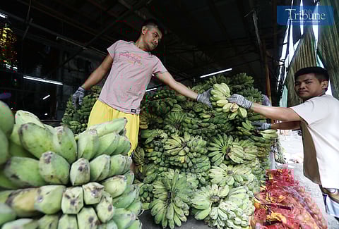 On Saturday, 18 January 2024, vendors set up shop at Qmart Market in Quezon City to sell bananas (saba), a fruit rich in potassium and known for its health benefits. As a natural vasodilator, saba helps reduce strain on blood vessels, potentially lowering the risk of heart attack or stroke, according to the American Heart Association. High in iron, it also promotes better oxygen circulation.