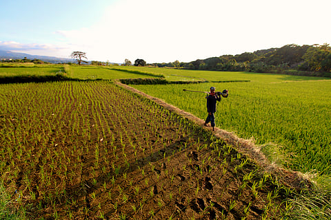 Maintenance A farmer carries a weed cutter to ensure that rice stalks do not compete with wild grasses for soil nutrients, limiting yield per hectare.