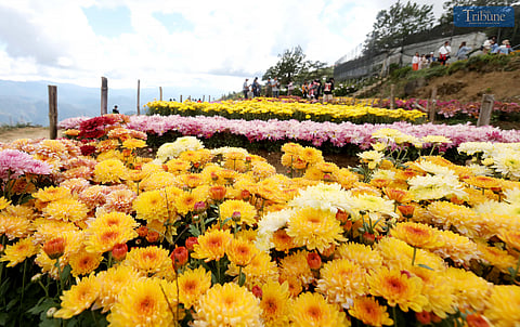 DAILY TRIBUNE staff take photos, selfies, and enjoy the scenic views at Northern Blossom Flower Farm in Atok, Benguet, on Thursday, 23 January 2025.