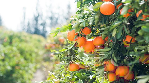 Hang kiat-kiat on your doors. 