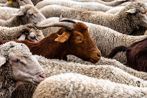 DA okays importation of goats, sheep 