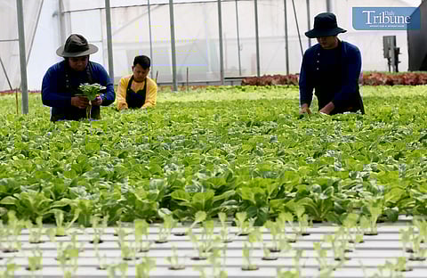 Agriculturists inspect lettuce and arugula grown using the Nutrient Film Technique Hydroponics Method in a greenhouse at Simplicity Academy, Quezon City, on Friday, 31 January 2025. The TESDA-accredited institution offers free training in Urban Hydroponics Farming to students, unemployed individuals, and 4Ps beneficiaries, promoting sustainable urban agriculture.