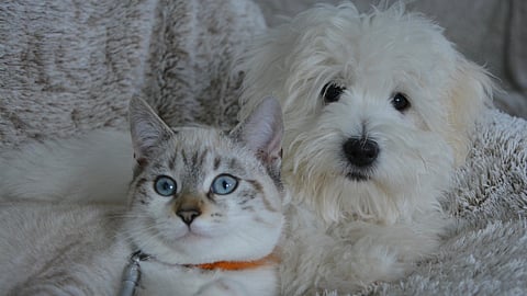 Opposites attract? Discover what your pet preference reveals about your love style!