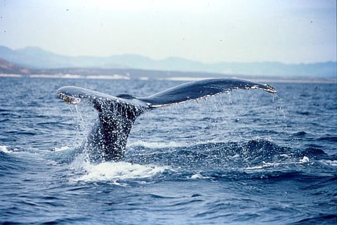 Whale gulps kayaker in Chile, spits him out