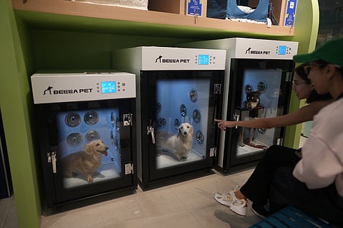 Pet drying boxes.