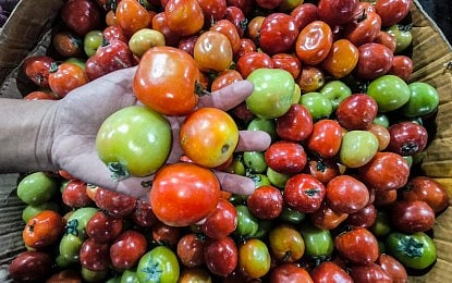 DA to help Ecija tomato farmers 