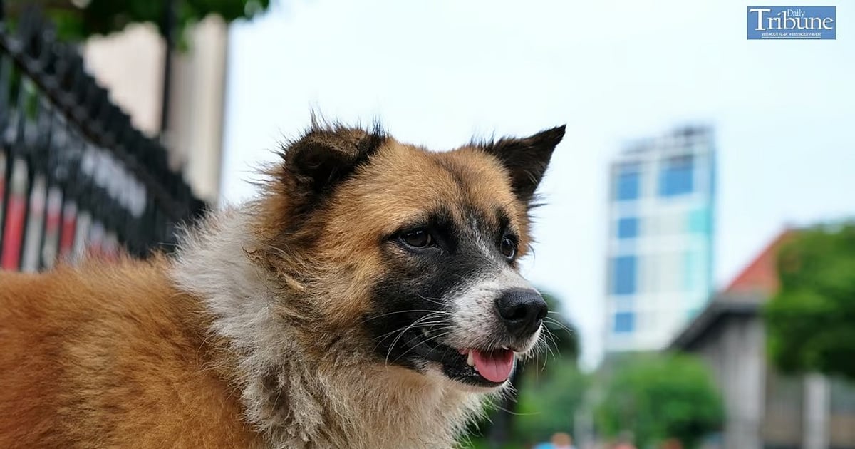 Rabies Cases in the Philippines Drop by 39% – DOH