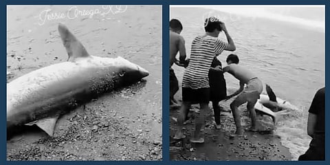 BFAR condemns killing of pregnant whale shark in Agusan del Norte