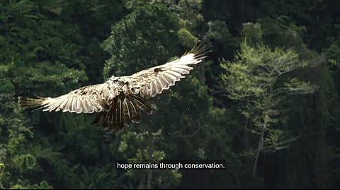According to the Philippine Eagle Foundation, "Releasing a Philippine Eagle is not just about opening a cage. Behind every rescue are the hands that nurtured them, the communities that shield them, and the forests that will be their home."