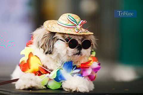 Fur babies take the center stage at Barangay Paligsahan's Summer Petstival in Quezon City on 22 March 2025. The festival aims to promote proper grooming and health care to fur babies.
