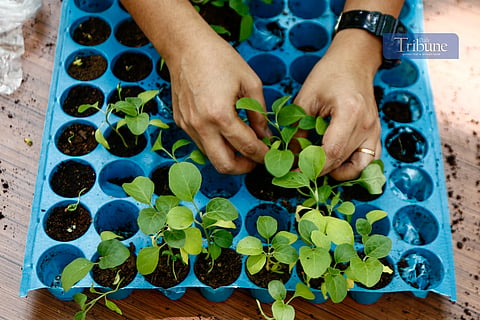 Government employees pick up free vegetable seeds and other planting materials at Quezon City's Joy of Urban Farming nursery on 25 March 2025. The city government is encouraging residents to grow organic vegetables in containers and mini-gardens.



