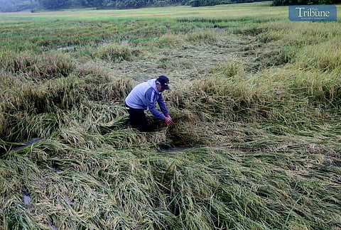  A farmer inspects the damage to his unhusked rice (palay) that fell due to continuous rain in Surigao del Norte on Thursday, 27 March 2025. The farmer said they sold the rice to buyers for only P15 per kilo. In a statement issued Wednesday, Agriculture Secretary Francisco Tiu Laurel Jr. announced that the MSRP for imported rice will be reduced to P45 per kilo from the current P49 per kilo, starting 31 March. 


