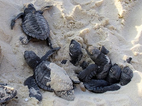 27 endangered Green Sea Turtles released 
