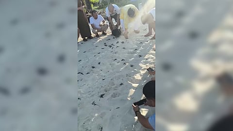 IN a heartwarming conservation effort, Naval Forces Western Mindanao spearheads the release of sea turtle hatchlings on Baguan Island, part of the Turtle Islands in Tawi-Tawi. The release marks a significant step in preserving the endangered species and protecting the marine ecosystem.
