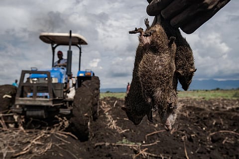 The rats are left in fields as bait 