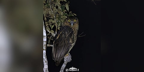 Philippine Eagle Owl 