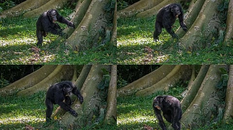 
The idea that ape drumming might hold clues to the origins of human musicality has long fascinated scientists. 