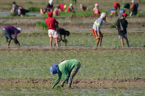Farmers plant rice at a field in Nara town, Palawan province. The Department of Agriculture, through the National Food Authority, has resumed palay procurement to support local farmers amid low traders’  prices. 