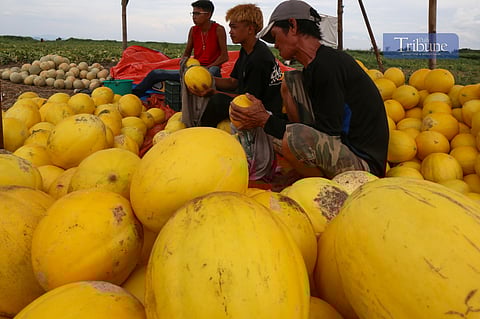 FARMERS harvest melons at a plantation along Laguna Lake Highway in Taguig City on the afternoon of 31 May 2025. As the rainy season approaches, melon farmers will soon take a break in planting, as the land will be submerged in water from Laguna de Bay. 