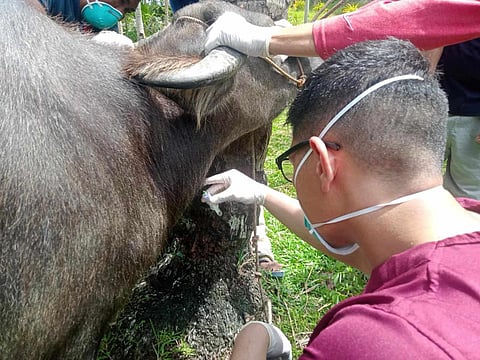 AUTHORITIES urge public vigilance as melioidosis cases are confirmed