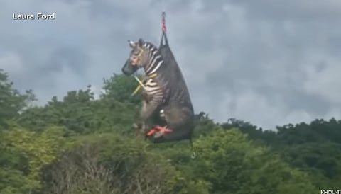 Runaway zebra caught, airlifted to safety