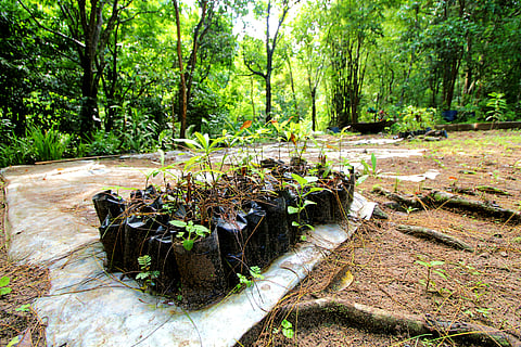 A FEW saplings are seen at a nursery inside the Subic Bay Freeport Zone. With more and more companies located inside the Freeport planning to celebrate Arbor Day this June by planting trees as part of their CSR, the number of saplings are getting fewer and fewer, a great indicator that the private sector is now focusing on environmental protection and forest reservation. 