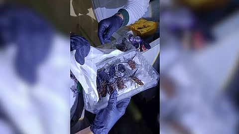 SOME of the species rescued after a police operation in Iquitos, in the northern Peruvian Amazon on 25 June 2025 that dismantled an international organization dedicated to trafficking animals from the Amazon. Twelve people were also arrested aside from the seizure of specimens worth around half a million dollars on the black market. 