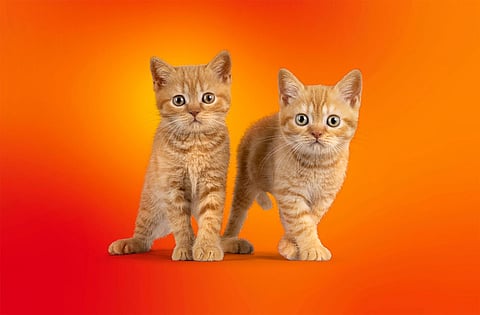 Kaspersky warns vs crypto-stealing apps
