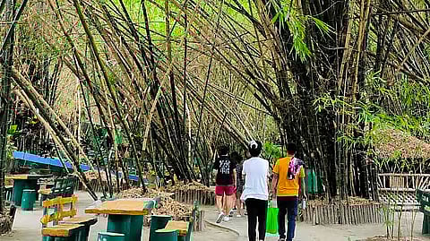 BAMBOOS at the Lubao Bamboo Hub and Eco-Park.