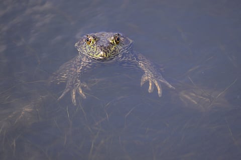 A detailed view of a frog in a pond during day one of the NCAA Division I Women's Golf Championships at Omni La Costa Resort & Spa on May 16, 2025 in Carlsbad, California