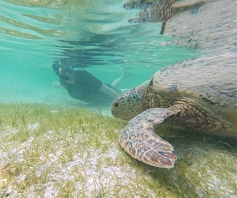 Shark Fin Bay MPA network earns Blue Park Award