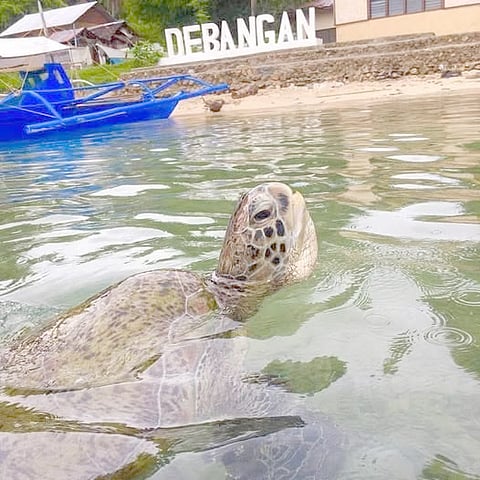 BARANGAY Debangan is a well-known tourist destination for green sea turtles. 