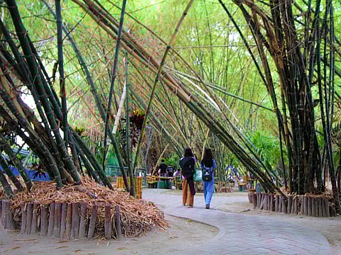 BAMBOOS at the Lubao Bamboo Hub and Eco-Park.