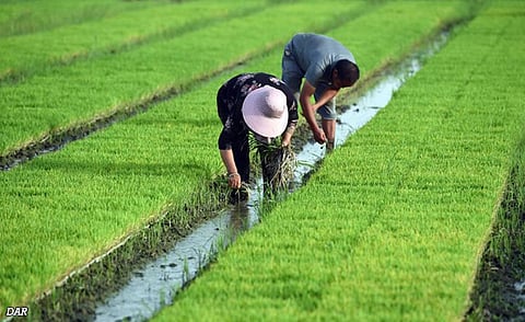Nueva Ecija farmers get P95-M lifeline