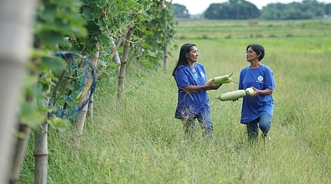 CONNIE Flores (left) and Imelda Lagmay, both from Pangasinan, have created an additional revenue stream for their families after graduating from SM Foundation’s KSK Farming Program in 2023. Apart from their backyard garden, they have also turned portions of their rice fields into profitable vegetable gardens.