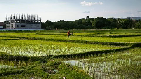 Recovery at last Agricultural setbacks in the past year alone have not stopped government from pushing forward to uplift the sector. Agriculture Secretary Francisco Tiu Laurel Jr. reports that interventions and reforms are beginning to show results, and we may look forward to a record harvest and broader improvements in agricultural systems.