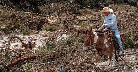 ‘Cowboys’, rescue dogs join flood victims search