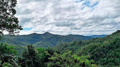 DENR intensifies Marikina reforestation
