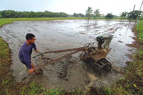A rice farmer uses a kuliglig to aerate his rice paddy to be ready for the next planting season.