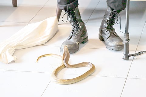 A juvenile Northern Philippine Cobra (Naja philippinensis) and two juvenile Northern Triangle-spotted Snakes (Cyclocorus lineatus) found in Barangay Bascaran, Daraga, Albay were turned over to the Department of Environment and Natural Resources-Bicol through its Conservation and Development Division.