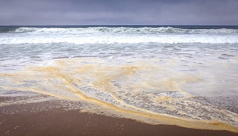 Toxic algae bloom lingers off Australia