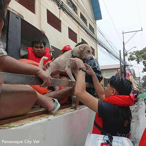 PHOTOGRAPH COURTESY OF PAWS