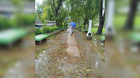 Tidying up Undeterred by the cold and drizzle, a government worker clears the Burnham Lake pathway of fallen leaves and pine needles. 
