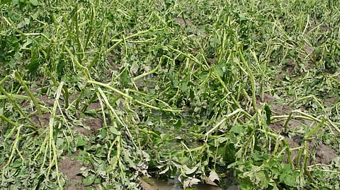 Luzon agri damage at P1.84B